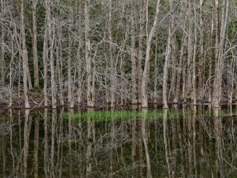 A group of leafless trees with bare branches stand along the edge of a calm body of water, reflecting the trees. A small patch of green grass grows near the water’s edge, contrasting with the gray trunks.