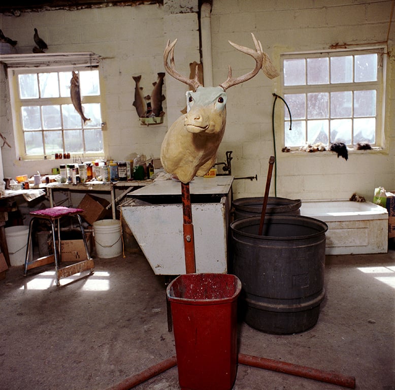 A taxidermy deer head in progress is mounted on a stand in the center of a cluttered workshop with large windows, tools, and supplies scattered around.
