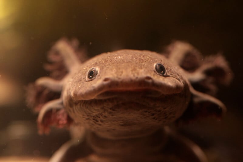 Close-up of an axolotl facing the camera underwater, with its dark eyes, wide mouth, and feathery gills clearly visible against a softly blurred brownish background.