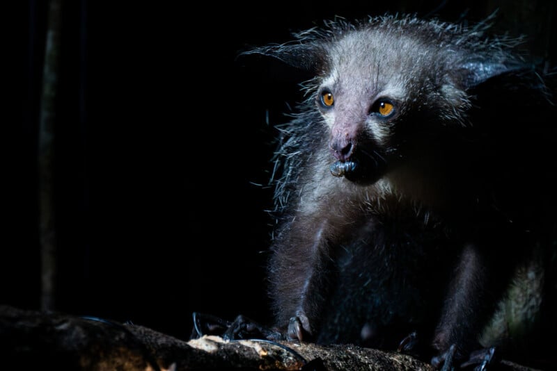 A close-up of an aye-aye, a nocturnal lemur with large, yellow eyes and spiky fur, stands alert on a branch in the darkness, illuminated by dramatic lighting from the side.