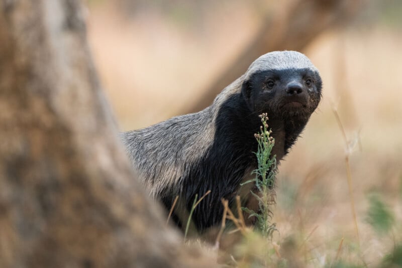 A honey badger with a distinctive pale back and dark body stands alert among dry grass and blurred trees, gazing toward the camera.