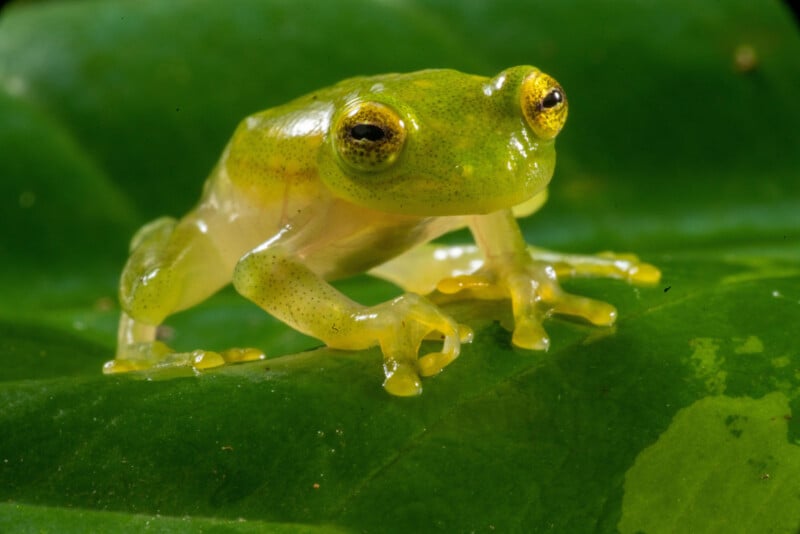 A close-up of a small, translucent green frog with visible yellow eyes, sitting on a glossy green leaf.