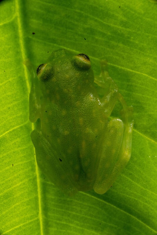 A translucent green glass frog sits on a bright green leaf, blending in with its surroundings due to its similar color and texture.