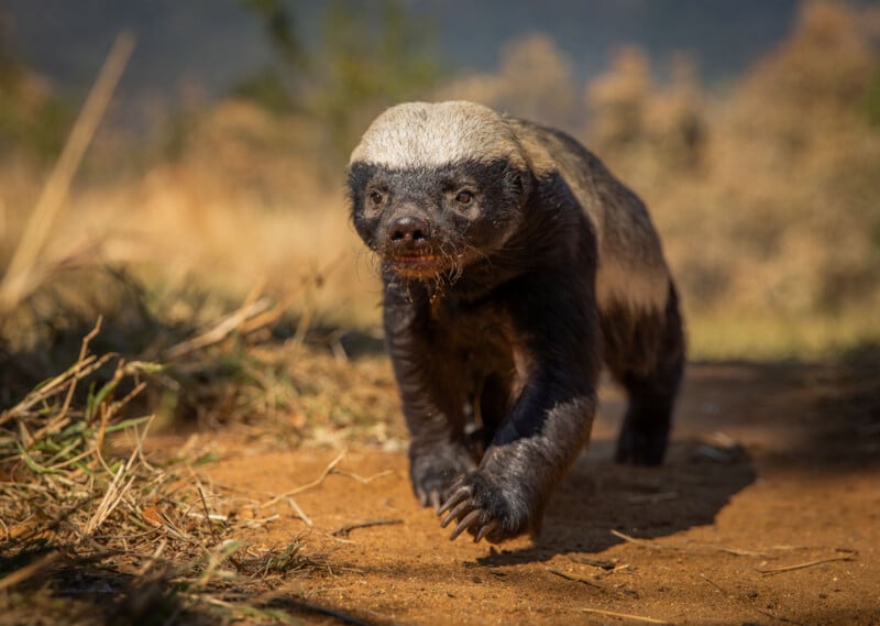 A honey badger walks on a dirt path in a dry, grassy landscape, looking directly at the camera with its mouth slightly open.