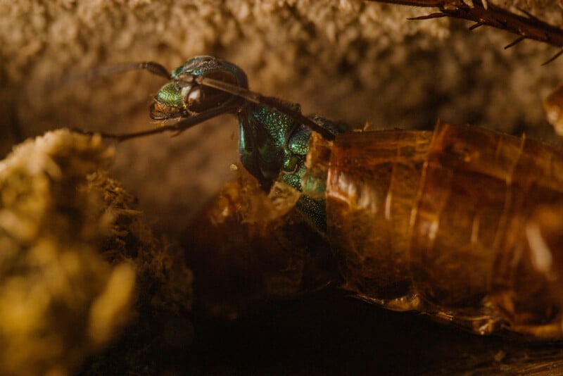 A close-up of a metallic green parasitic wasp emerging from the brown exoskeleton of a host insect, surrounded by rough textured surfaces.