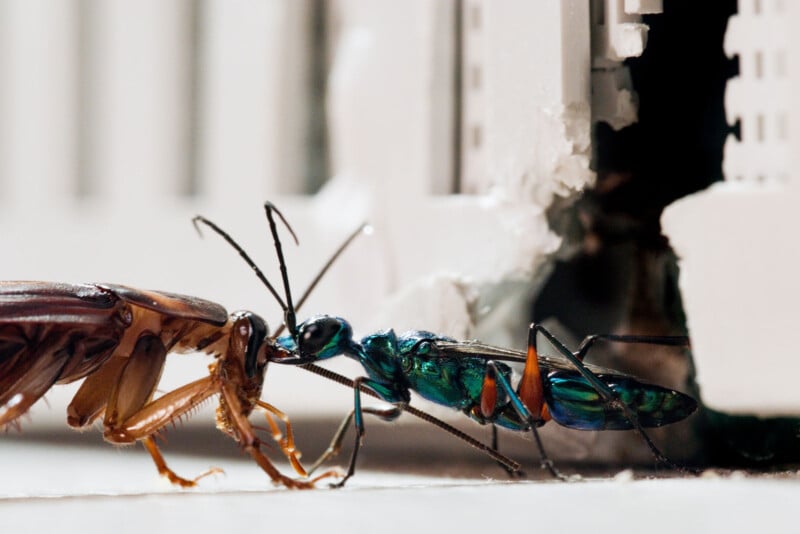 A jeweled green wasp with iridescent wings stings a brown cockroach near a hole in a white wall, positioning its stinger near the cockroach’s head.