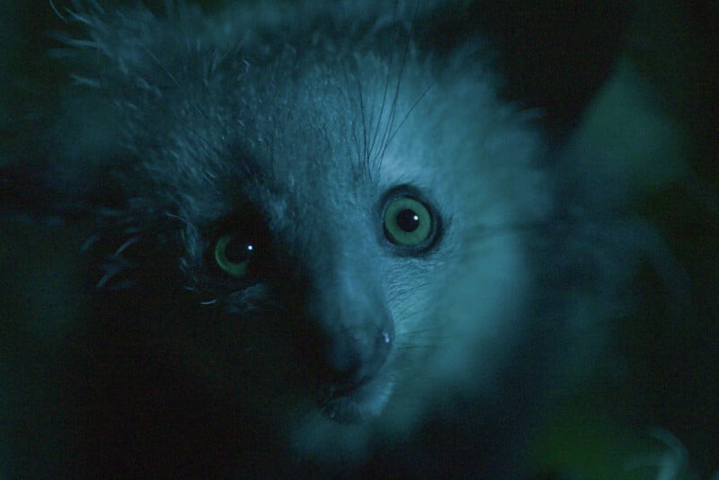 A close-up of an aye-aye, a nocturnal lemur, with wide eyes reflecting light in the dark, surrounded by dim, shadowy fur and background.