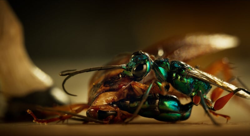 A close-up image of a shiny green wasp attacking or feeding on a brown cockroach, displaying vivid details of both insects against a blurred background.