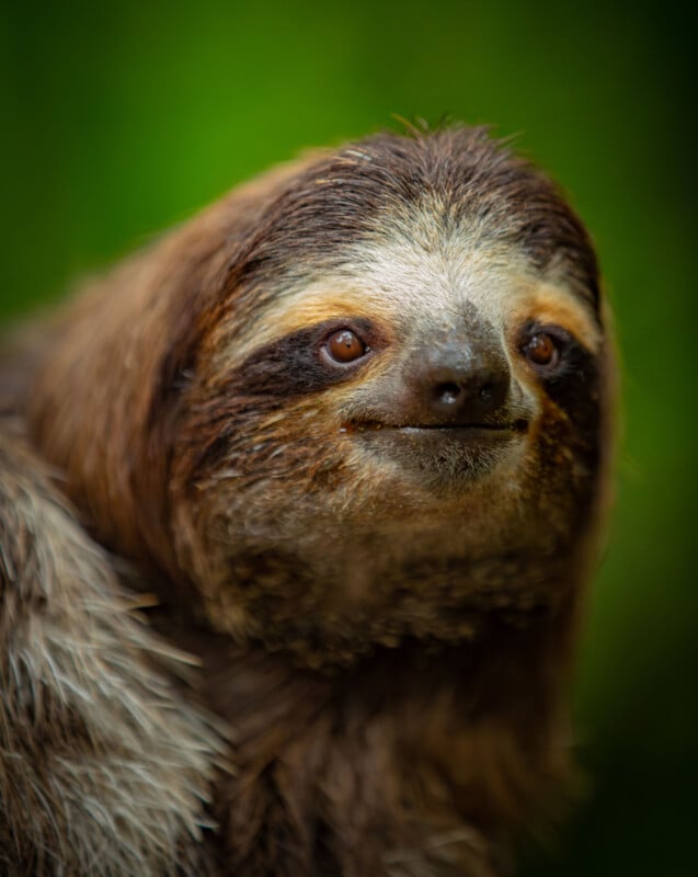 A close-up of a brown and gray three-toed sloth with a gentle expression, set against a blurred green background.
