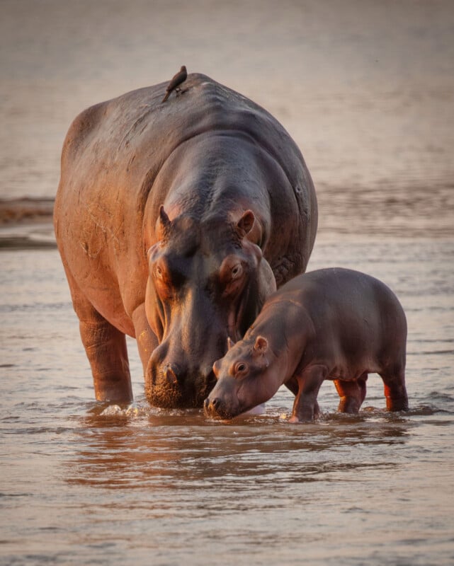 An adult hippopotamus with a small bird on its back stands in shallow water next to a baby hippo, both facing forward with their heads close together. The water and soft lighting create a serene scene.