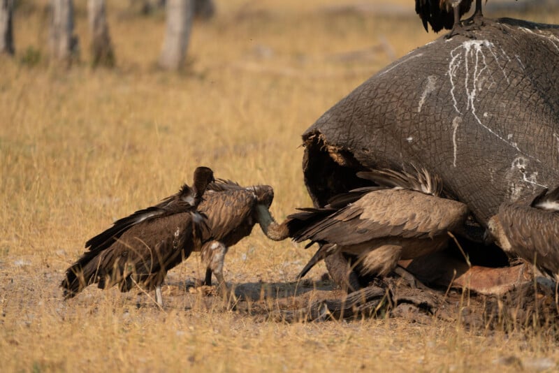 Several vultures feed on the carcass of a large animal, possibly an elephant, lying on dry grass in a savanna landscape. The scene shows scavenging behavior in the wild.
