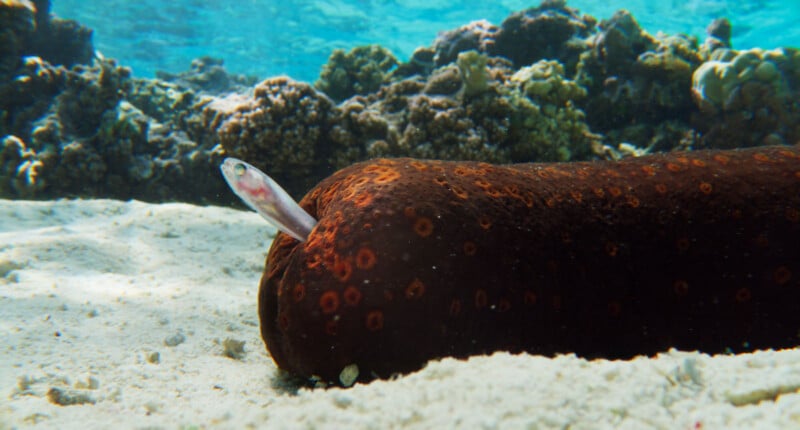 A small fish pokes its head out of the rear end of a large brown sea cucumber resting on sandy seafloor, with coral and blue water in the background.