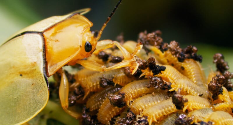 A close-up of a yellow beetle resting on a cluster of its small, yellowish larvae, all tightly packed together. The beetle’s translucent wings and antenna are visible.