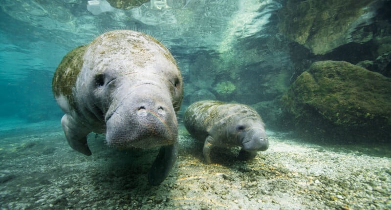 Two manatees swim underwater near the rocky bottom of a clear, shallow area. Sunlight filters through the water, illuminating the gentle animals and the surrounding rocks and pebbles.