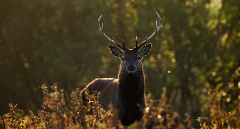 A stag with large antlers stands in a sunlit field, surrounded by tall grasses and plants, with a blurred, green forest background.