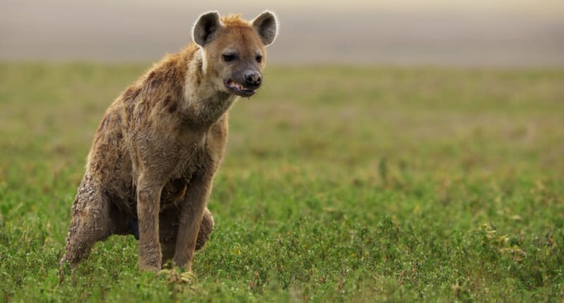 A spotted hyena sits on grassy ground, facing slightly left with its mouth slightly open. The background is a blurred, expansive grassland.