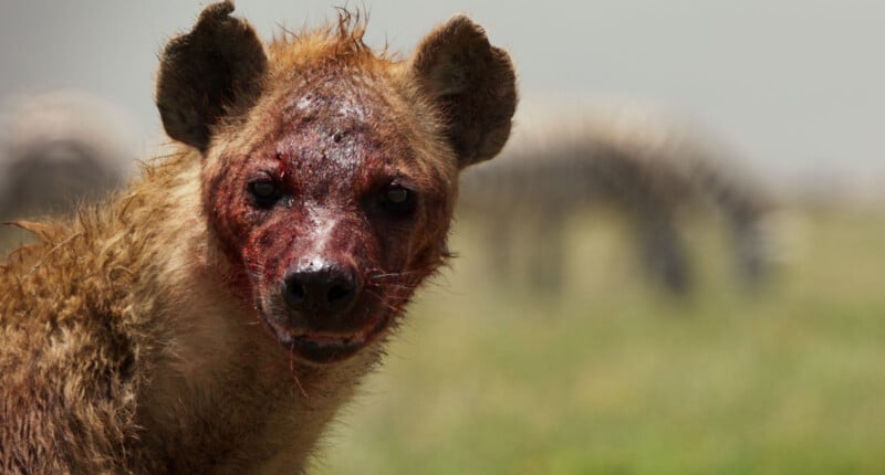 A close-up of a hyena with blood on its face and fur, looking directly at the camera. The background is grassy with blurry shapes, possibly other animals, in the distance.