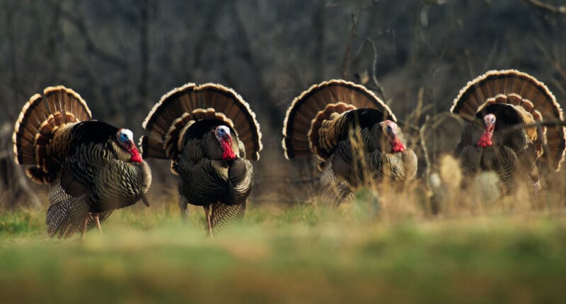 Four wild turkeys with fanned tail feathers and red wattles stand on grass, facing forward, with a blurred natural background of trees and brush.