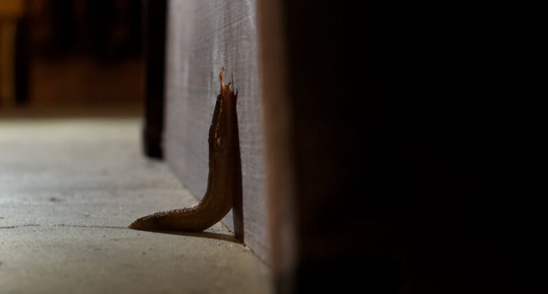 A brown slug crawls up the edge of a wooden surface in a dimly lit indoor setting, with most of the background in shadow.