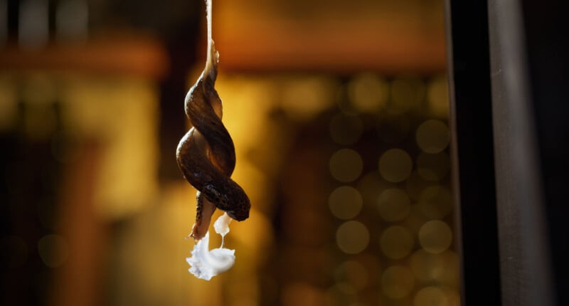 A brown snail is hanging upside down from a surface by a thin thread, with white slime trailing beneath it. The background is blurred with warm, golden bokeh lights.