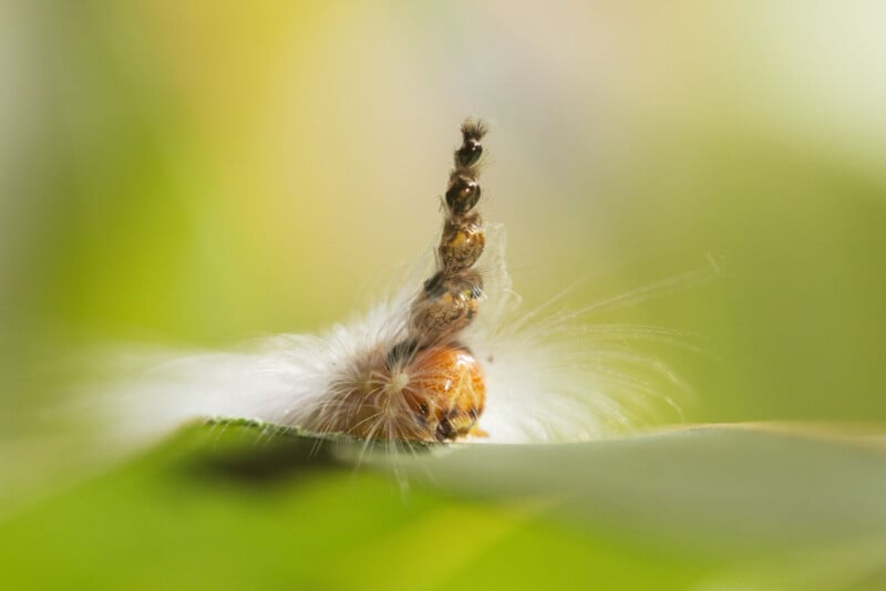 A close-up of a fuzzy white caterpillar with a prominent brown tufted tail, resting on a green leaf with a soft, blurred green and yellow background.