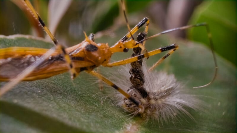 A close-up of an orange insect, likely an assassin bug, capturing a hairy caterpillar on a green leaf. The scene highlights the insect’s long legs and the caterpillar’s fuzzy body.