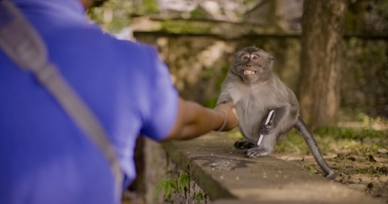 A monkey holding a smartphone grins while reaching out to a person in a blue shirt, who extends a hand toward it outdoors near a stone wall and trees.