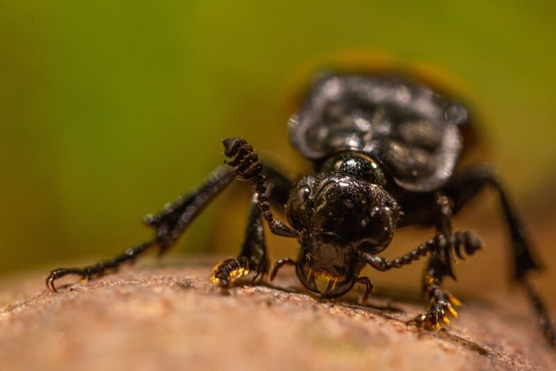 Close-up of a black beetle on a brown surface, showing detailed texture of its head, antennae, and legs, with a blurred green background.
