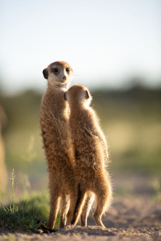 Two meerkats stand upright on sandy ground, with one meerkat nuzzling the other. The background is blurred, showing green vegetation and a clear sky. The lighting is soft and natural.