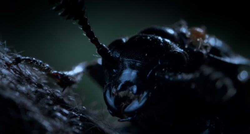 Close-up, dark-lit image of a shiny black beetle perched on a textured surface, with detailed focus on its face, antennae, and mouthparts. The background is blurred, giving emphasis to the beetle's glossy exoskeleton.