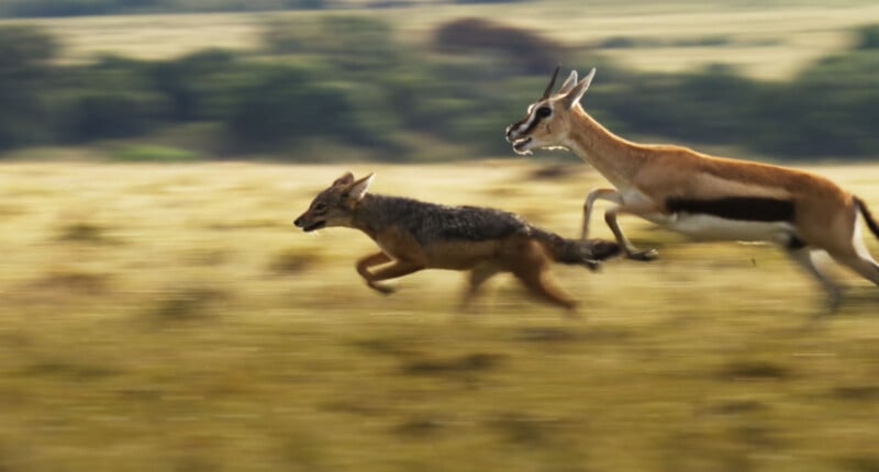 A blurred action shot of a jackal running ahead of a springbok antelope as they race across a grassy plain, with a green landscape in the background.