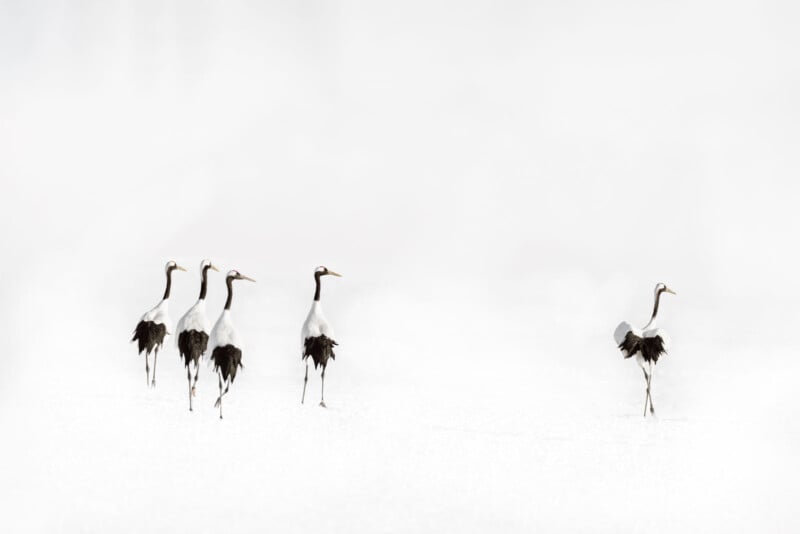Six red-crowned cranes stand on snow; five are grouped together on the left while one stands alone on the right, creating a sense of distance and space in a bright, minimalistic setting.