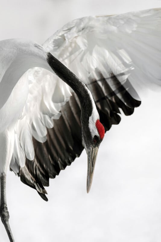 A red-crowned crane with white feathers, black neck, and a red patch on its head gracefully bends its neck, wings partially open against a soft, light background.