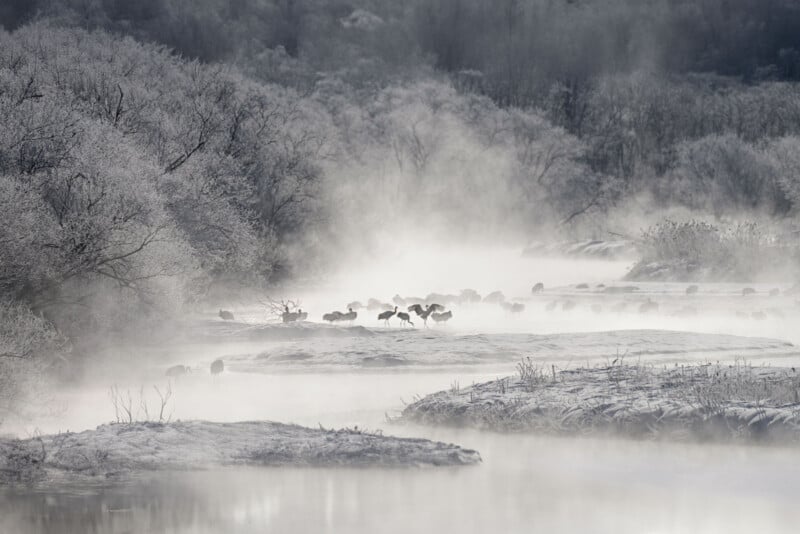 A misty winter river scene with frosted trees and shrubs along the banks. A flock of birds stands in the shallow water, partially obscured by fog, creating a tranquil and ethereal atmosphere.