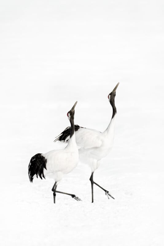 Two red-crowned cranes with black and white plumage stand on snow, necks stretched upward and beaks pointing skyward, appearing to call or dance in unison.