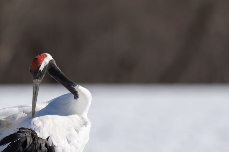 A red-crowned crane stands on snow, bending its long neck to preen its black and white feathers, with a blurred, dark background.