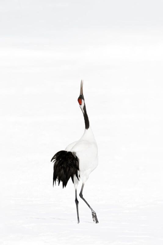 A red-crowned crane stands on snow with its beak open, neck extended upward, and black tail feathers raised against a bright, white background.