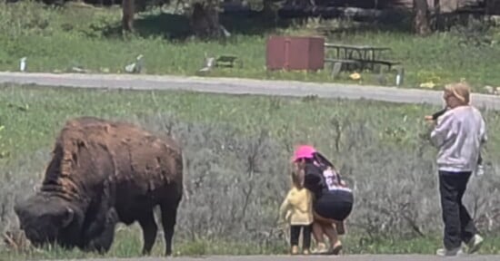 A woman and two young girls stand dangerously close to a large bison grazing, while another woman takes a photo of them. A picnic table is visible in the background on a grassy area.