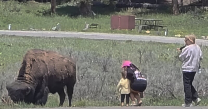 A woman and two young girls stand dangerously close to a large bison grazing, while another woman takes a photo of them. A picnic table is visible in the background on a grassy area.