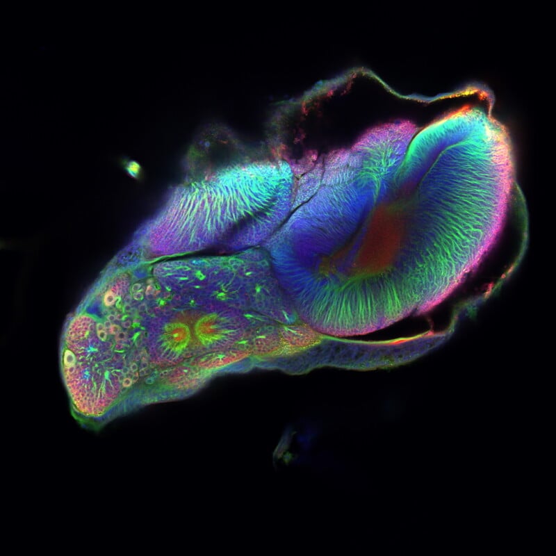 A brightly colored, glowing microscopic image of a mouse brain with distinct regions shown in neon blue, green, pink, and yellow against a black background, highlighting intricate neural structures.