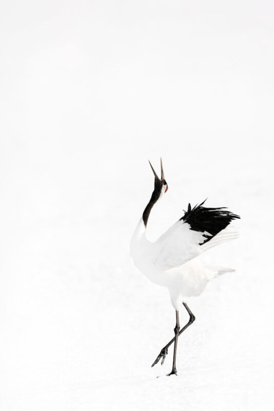 A red-crowned crane with black and white feathers stands on snow, its beak pointed upward and wings slightly spread, as if calling or dancing. The background is bright and minimal.