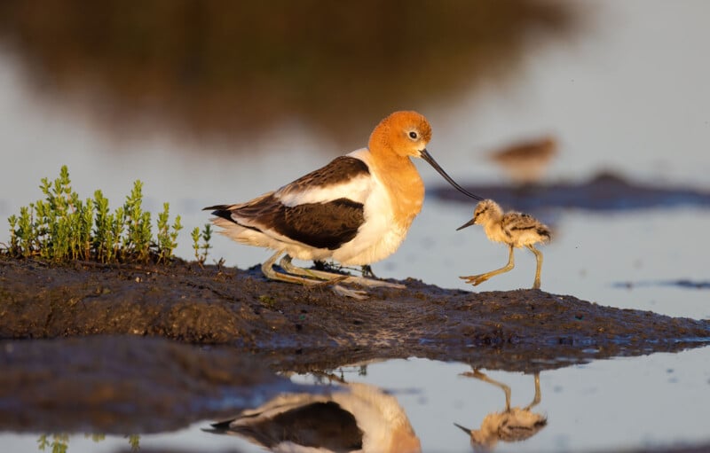 An adult American Avocet with orange head and black-and-white body gently interacts with a fluffy chick on muddy ground near water, with green plants and a blurred background.