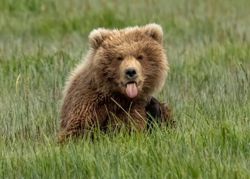 A fluffy brown bear sits in tall green grass, facing the camera with its tongue sticking out playfully.