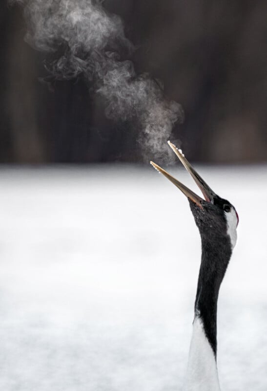 A crane with its beak open in the cold, exhaling a visible cloud of breath against a snowy, blurred background.