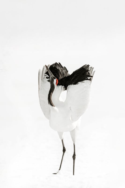 A red-crowned crane standing on snow with its wings partially open, showing black and white plumage and a red patch on its head. The background is bright and minimal.