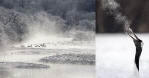 A misty winter scene with cranes gathered by a river on the left, and a close-up of a crane with its beak open, exhaling visible breath in the cold air on the right.
