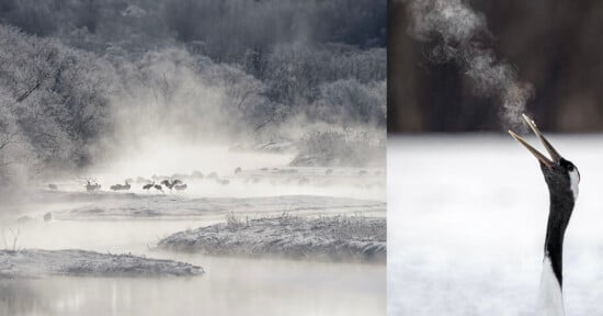 A misty winter scene with cranes gathered by a river on the left, and a close-up of a crane with its beak open, exhaling visible breath in the cold air on the right.