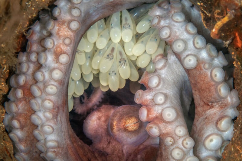 Close-up of an octopus guarding its cluster of translucent eggs, each containing developing embryos, surrounded by the octopus’s tentacles with visible suction cups inside an underwater den.