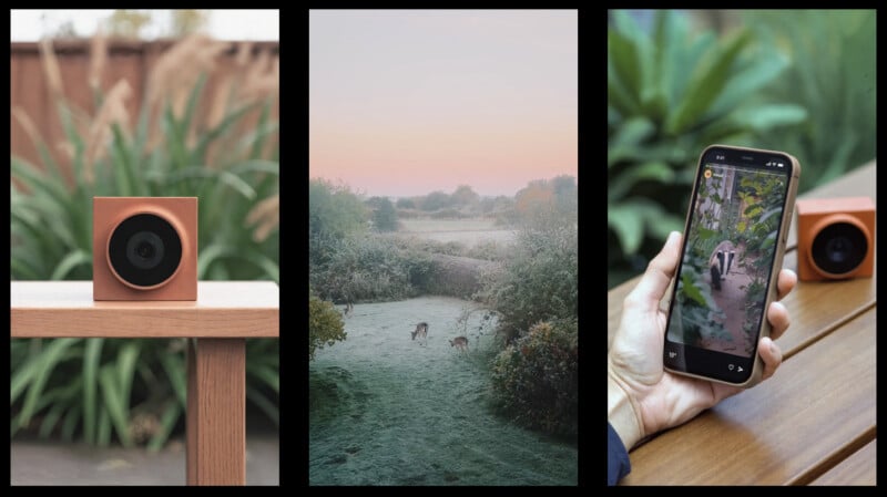 A three-part image: a camera on a wooden surface, deer in a frosty field at sunrise, and a hand holding a phone showing a video or photo of a badger with the camera visible nearby.