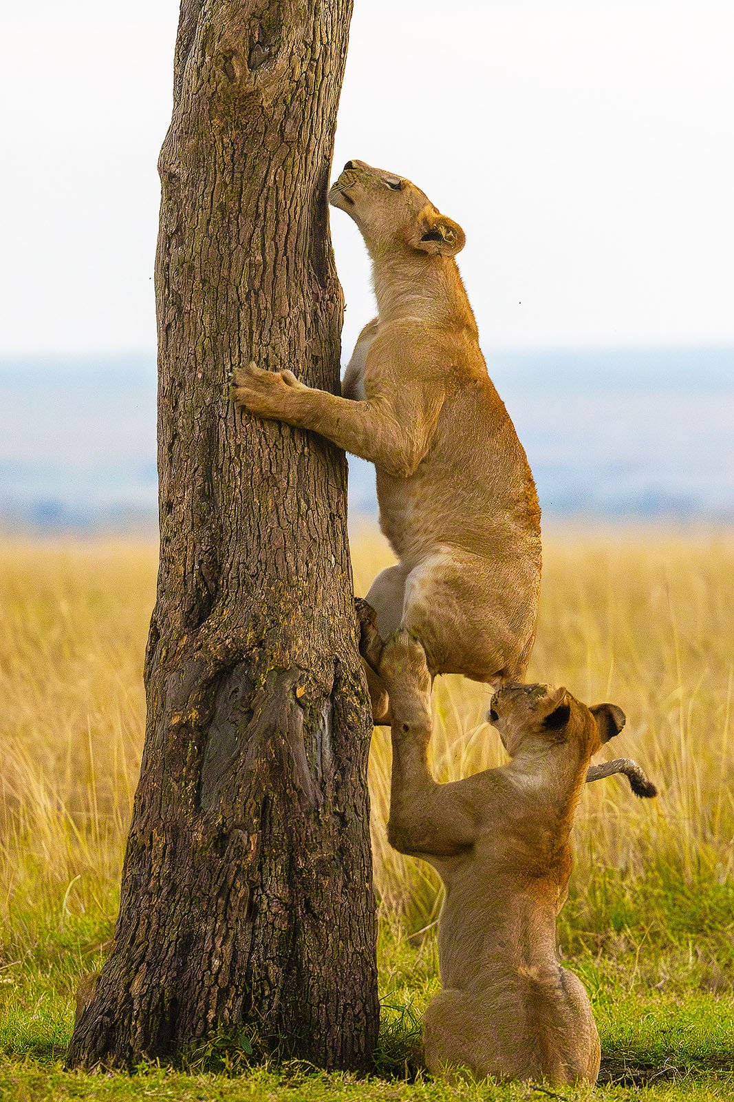 Two young lions stand on their hind legs against a tree in a grassy savanna; one climbs the trunk while the other supports it from behind, both looking upward.